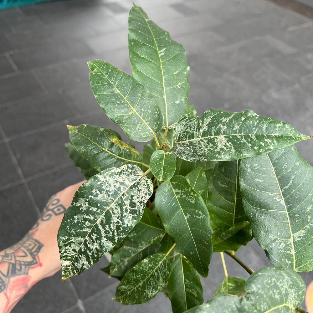 Ficus Snow Storm - Spotted Fig | Rare Variegated Australia