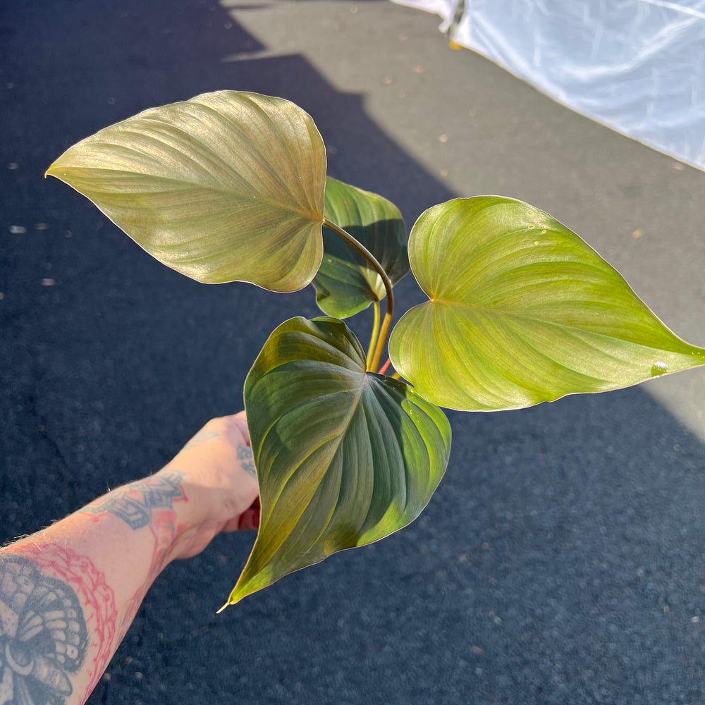 Homalomena Majestic King | Glossy Heart-Shaped Foliage | Low Light Tropical