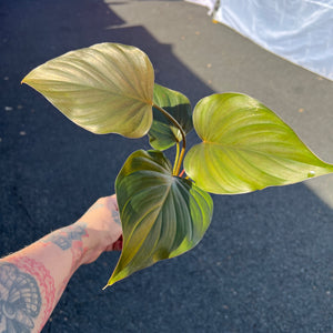 Homalomena Majestic King | Glossy Heart-Shaped Foliage | Low Light Tropical