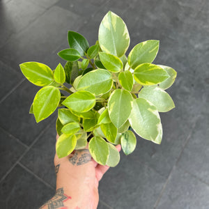 Peperomia Pixie Variegata | Lime Pixie | Pet Safe | Easy Care