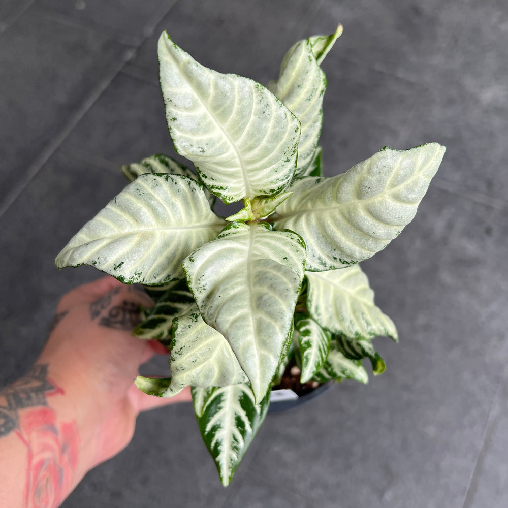 Aphelandra White Wash - Zebra Plant | Pet Safe Houseplant