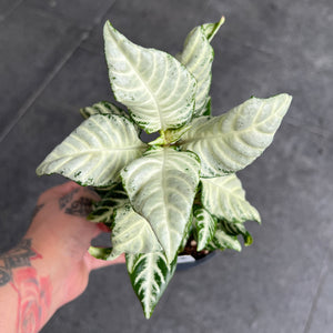 Aphelandra White Wash - Zebra Plant | Pet Safe Houseplant
