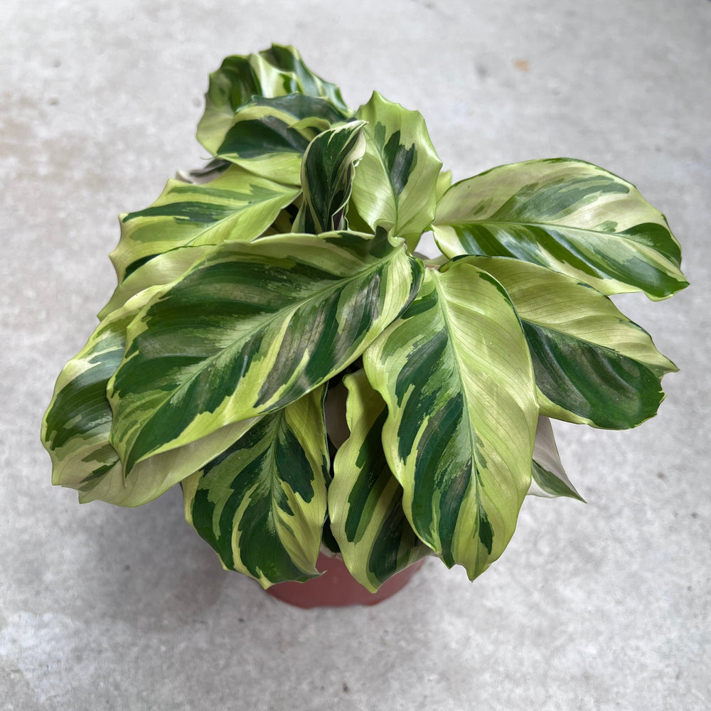 Calathea Yellow Fusion rare prayer plant with stunning yellow and green variegated leaves