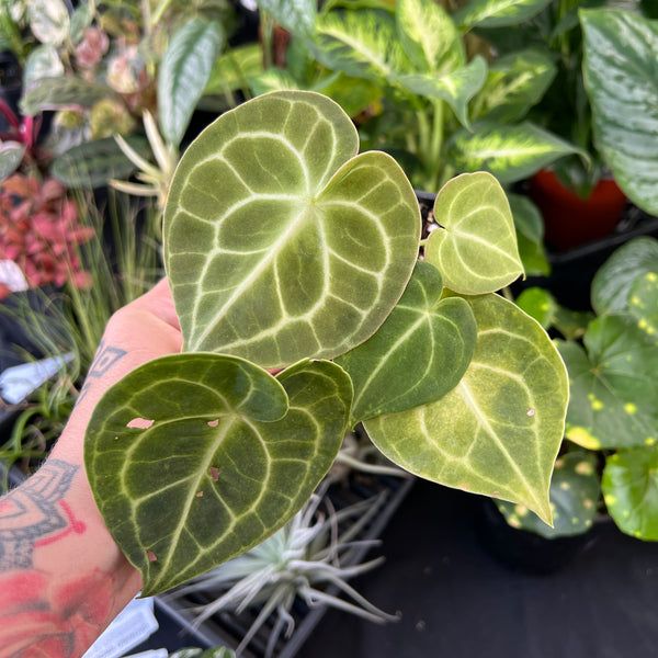 Anthurium Clarinervium