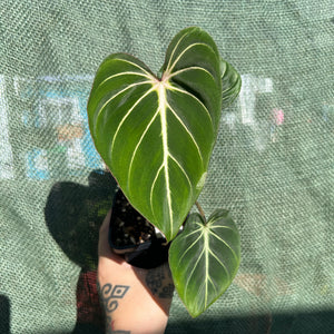 White Vein Philodendron Gloriosum | Velvet Crawling Aroid