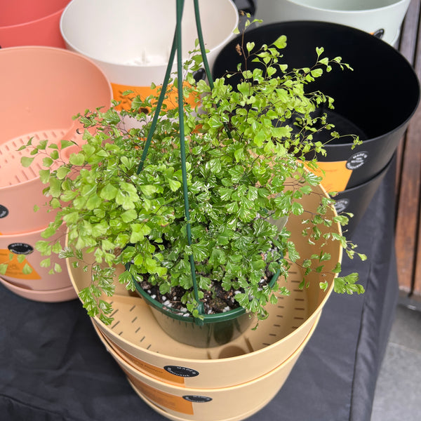 Variegated Maidenhair Fern