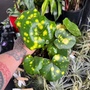 Ligularia Leopard Plant