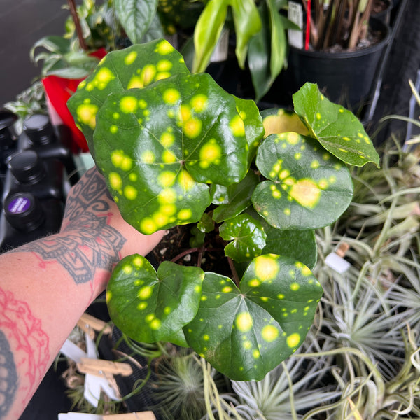 Ligularia Leopard Plant