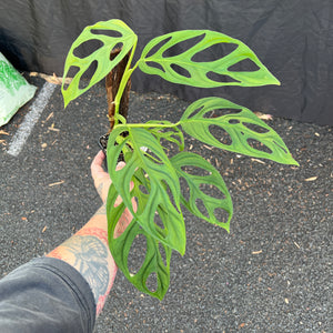 Monstera Esqueleto Narrow Form