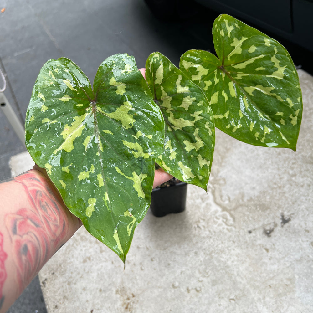 Caladium Hilo Beauty | Camouflage Elephant Ear