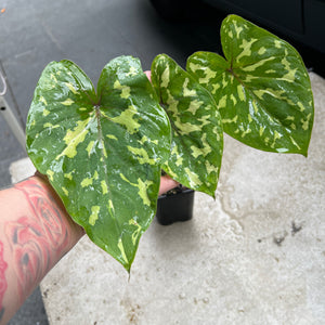 Caladium Hilo Beauty | Camouflage Elephant Ear