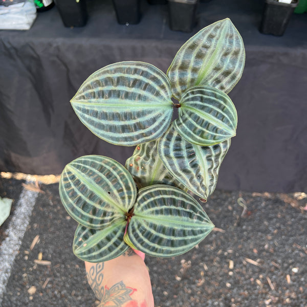 Geogenanthus Poeppigii | Textured Seersucker Plant