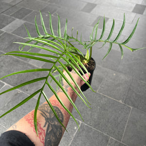 Philodendron Tortum | Fernleaf Philodendron