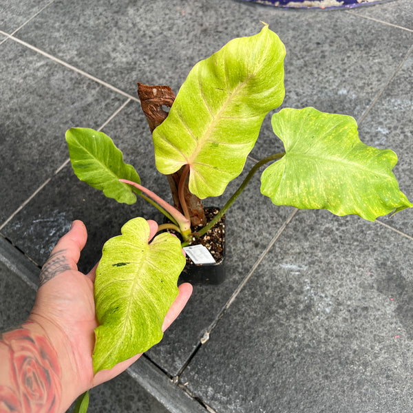 Philodendron Snowdrift | Variegated White Philodendron