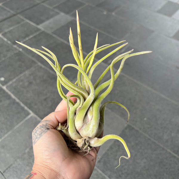Tillandsia Caput-Medusae | Medusa Head Air Plant | Easy Care