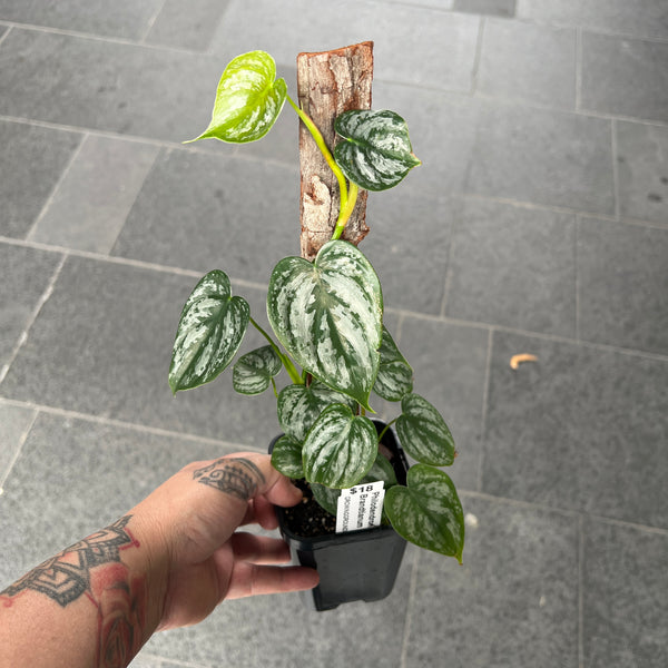 Philodendron Brandtianum | Silver Leaf Climbing Philodendron