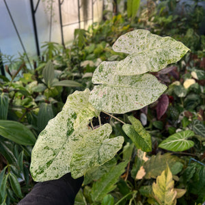 Alocasia Batik Variegata - Variegated Elephant Ear | Houseplant