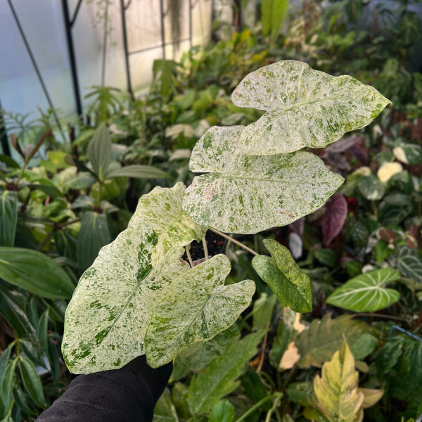 Alocasia Batik Variegata - Variegated Elephant Ear | Houseplant