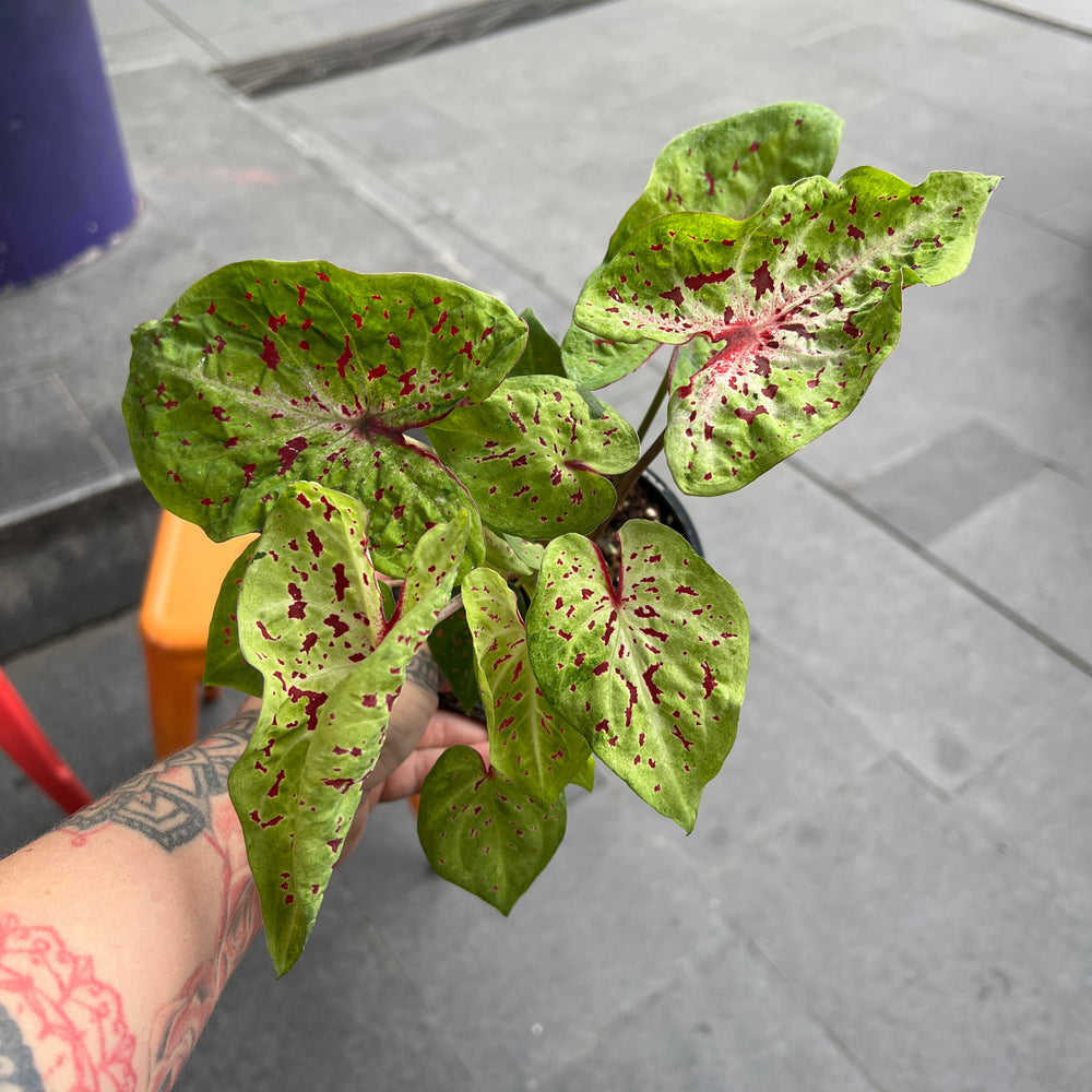 Caladium Miss Muffet