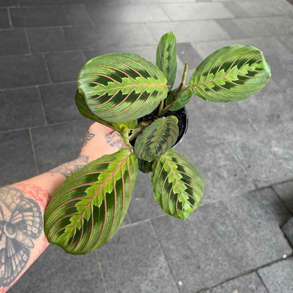 Maranta Red Vein | Red Prayer Plant | Herringbone Plant