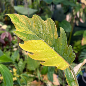 Philodendron Caramel Marble