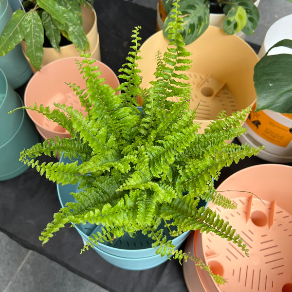 Fluffy Ruffles Boston Fern
