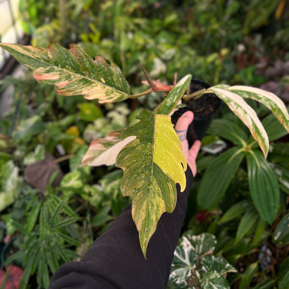 Philodendron Caramel Marble