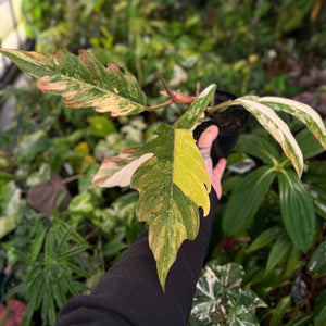Philodendron Caramel Marble
