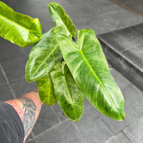 Philodendron Paraiso Verde
