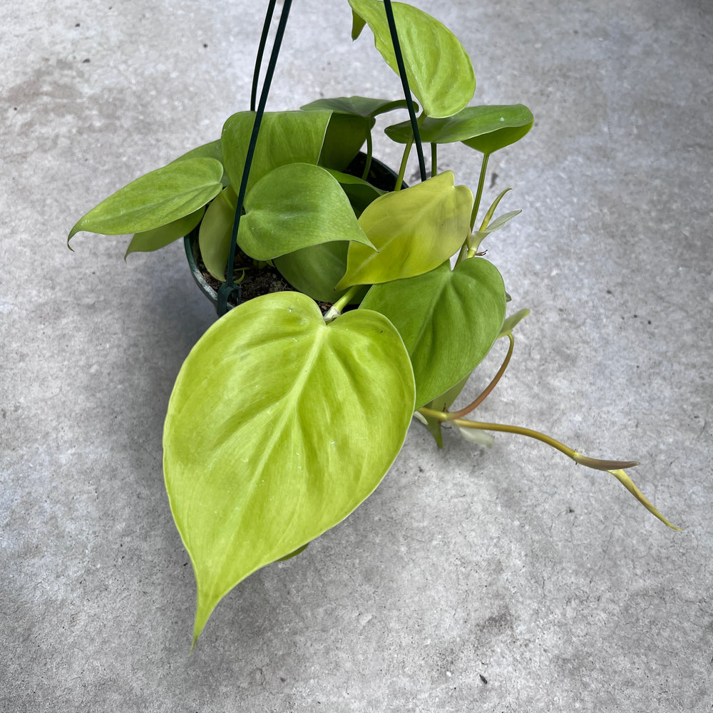 Philodendron Golden Heart Leaf | Neon Lime Trailing Vine