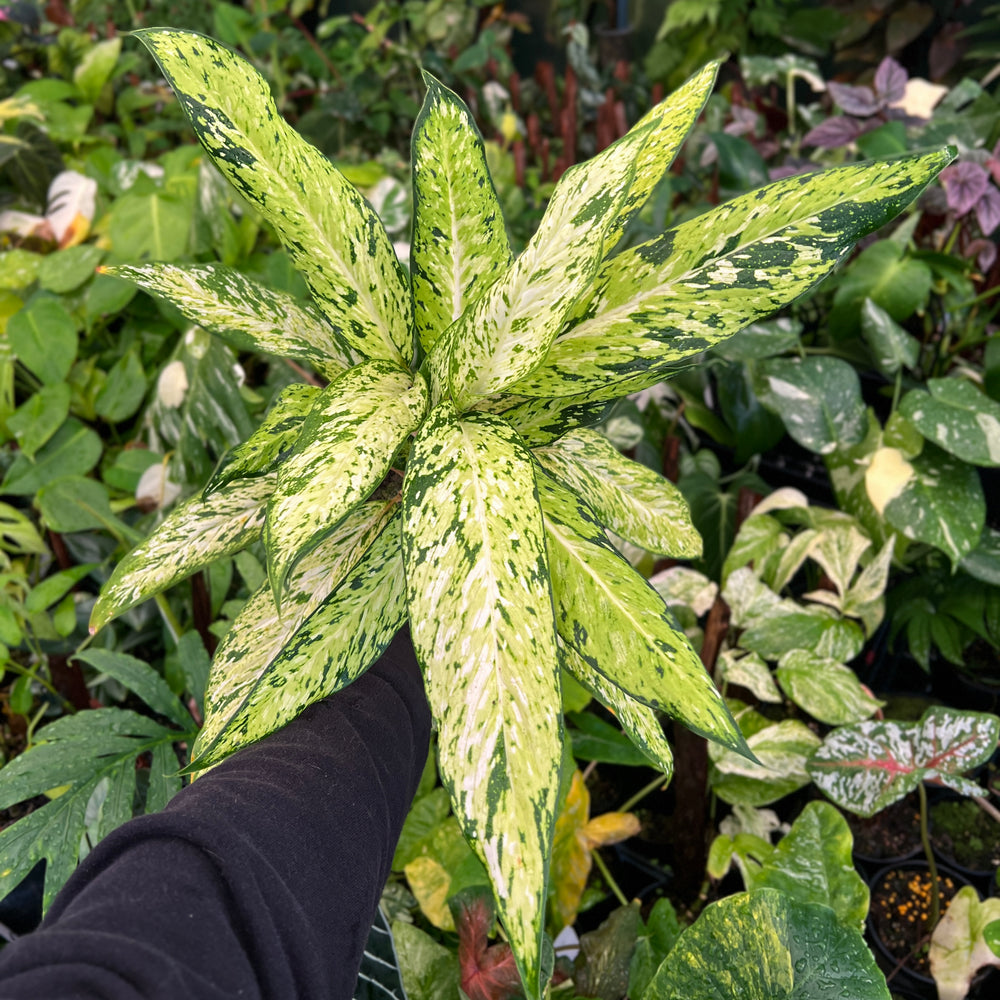 Dieffenbachia Starbright | Rare Tropical Houseplant