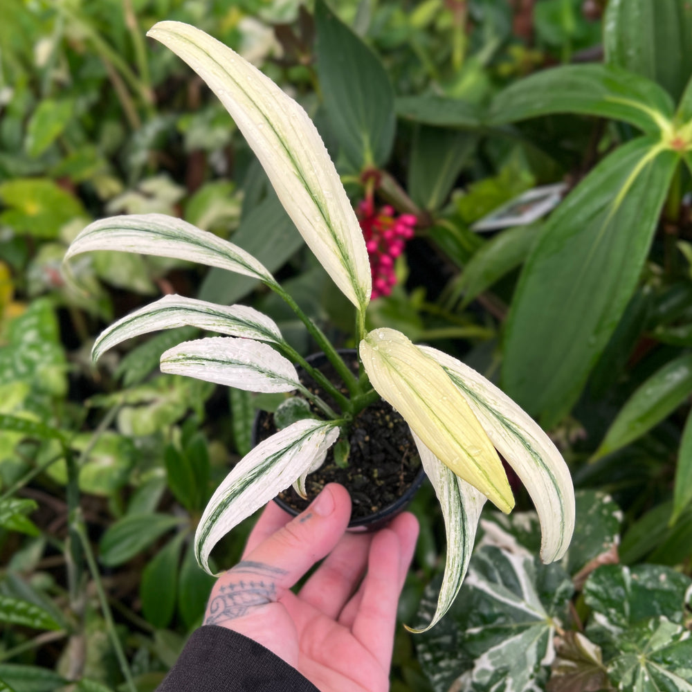 Epipremnum Amplissimum Silver Variegata