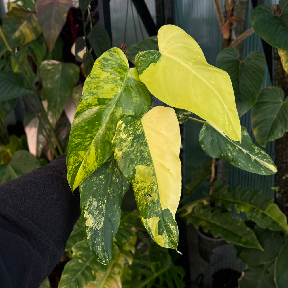Philodendron Domesticum Variegata | Variegated Spadeleaf Climber
