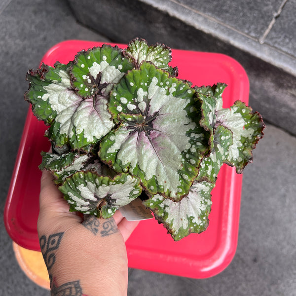 Begonia Purple Blush