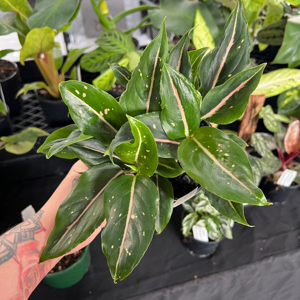 Aglaonema Pink Dalmatian