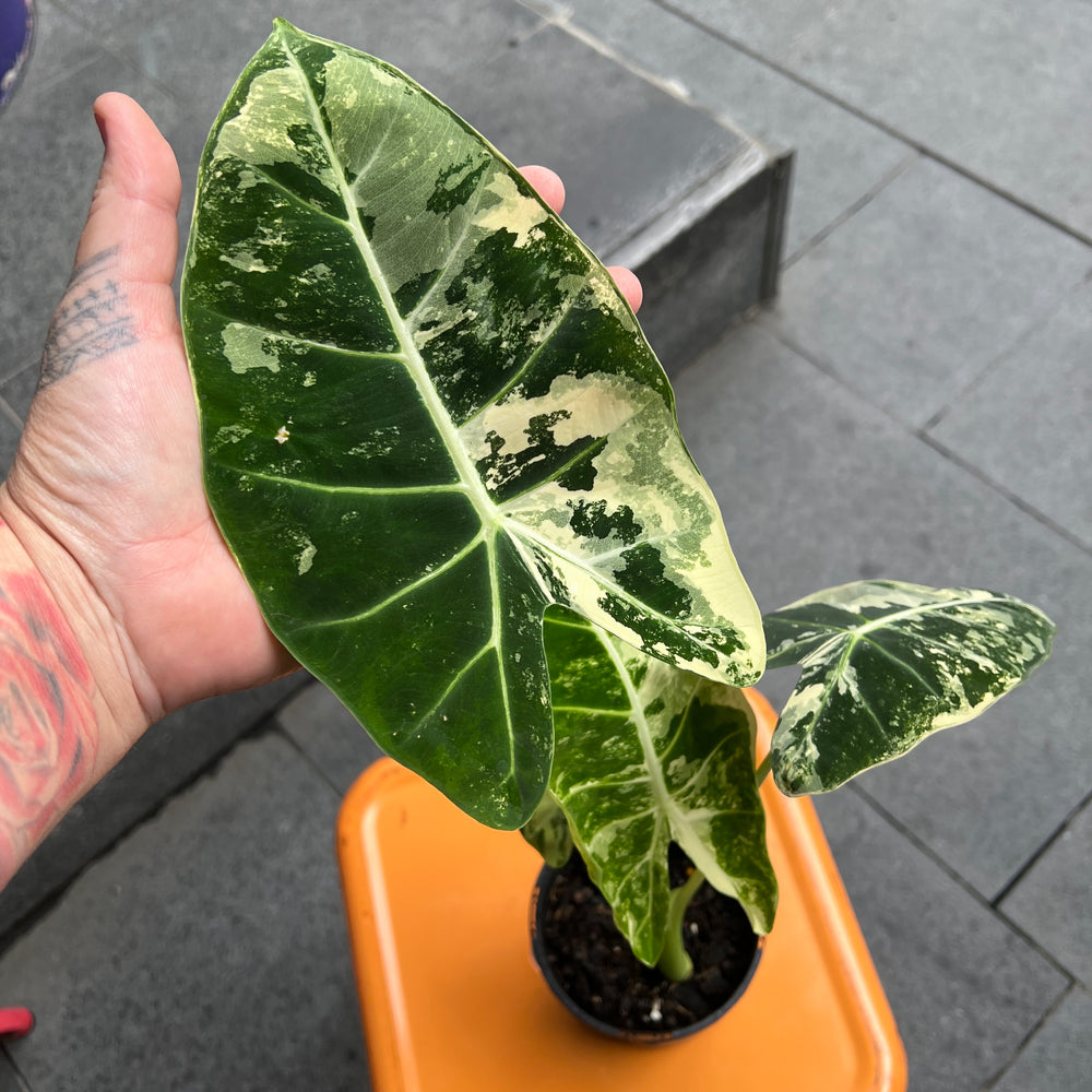 Alocasia Frydek