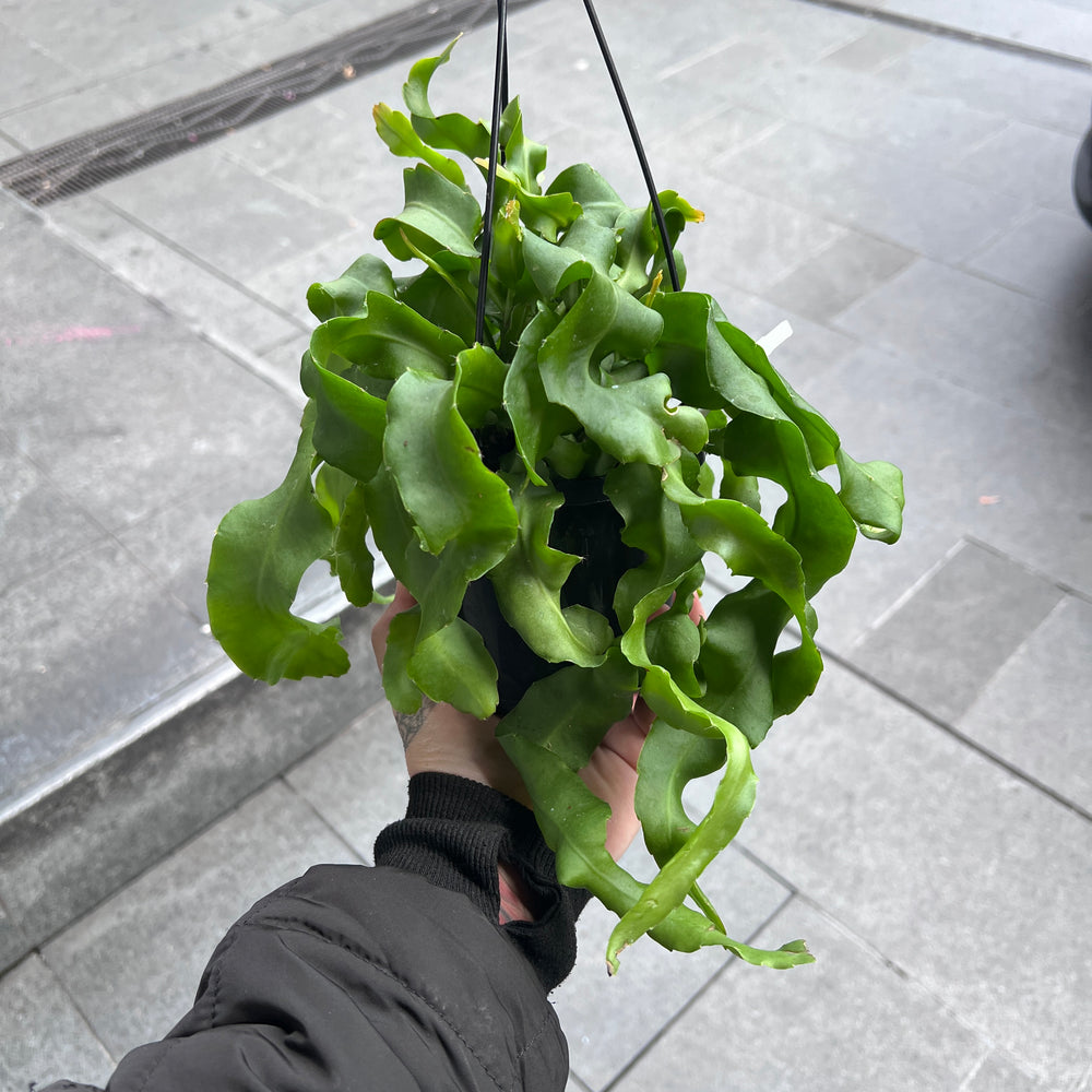 Epiphyllum Curly Sue | Curly Locks Orchid Cactus Trailing