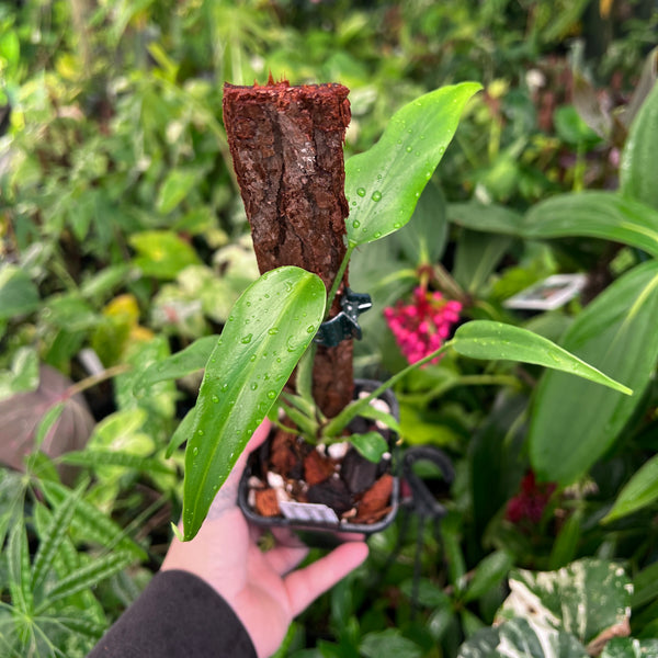 Monstera Burle Marx Flame