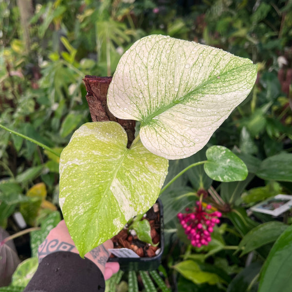 Monstera White Monster