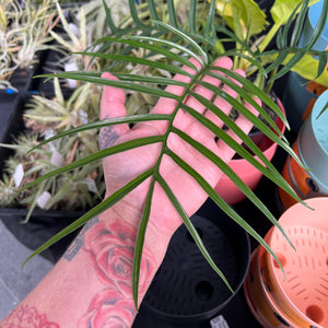 Philodendron Tortum | Fernleaf Philodendron