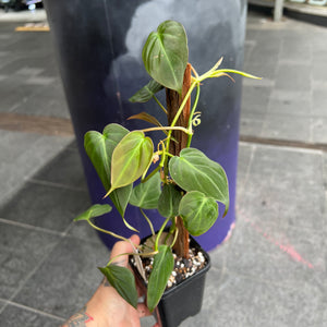 Philodendron Micans | Velvet Leaf Heart-Shaped Trailing