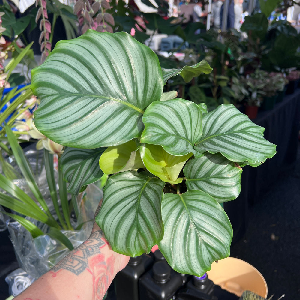 Calathea Orbifolia