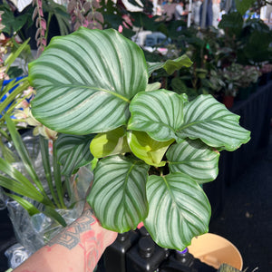 Calathea Orbifolia