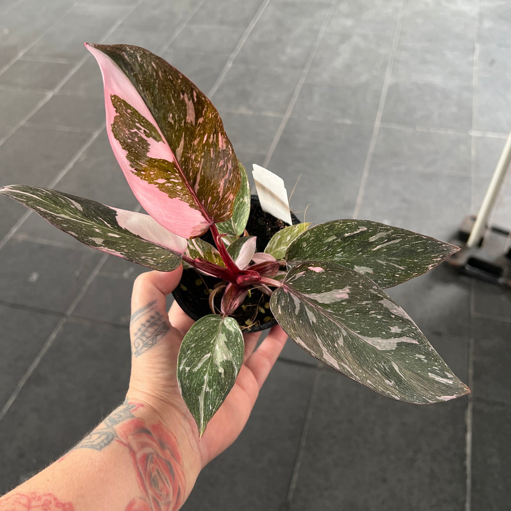 Hero product shot: "Philodendron Pink Princess Galaxy showing ultra-rare pink and white speckled variegation patterns in nursery pot