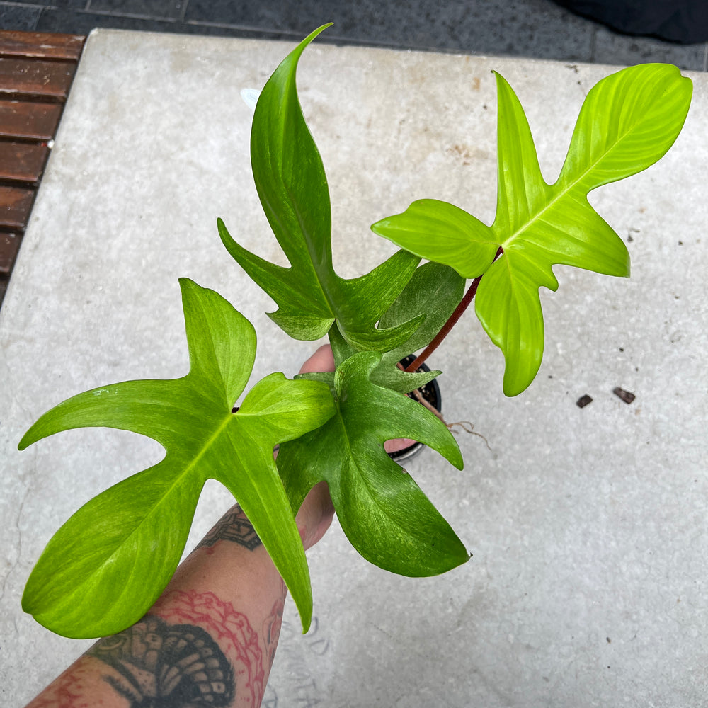 Philodendron Florida Ghost | Ghost Philodendron