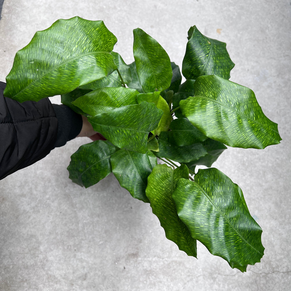 Calathea Musaica - Network Prayer Plant | Houseplant