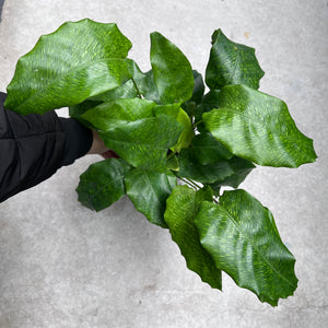 Calathea Musaica - Network Prayer Plant | Houseplant