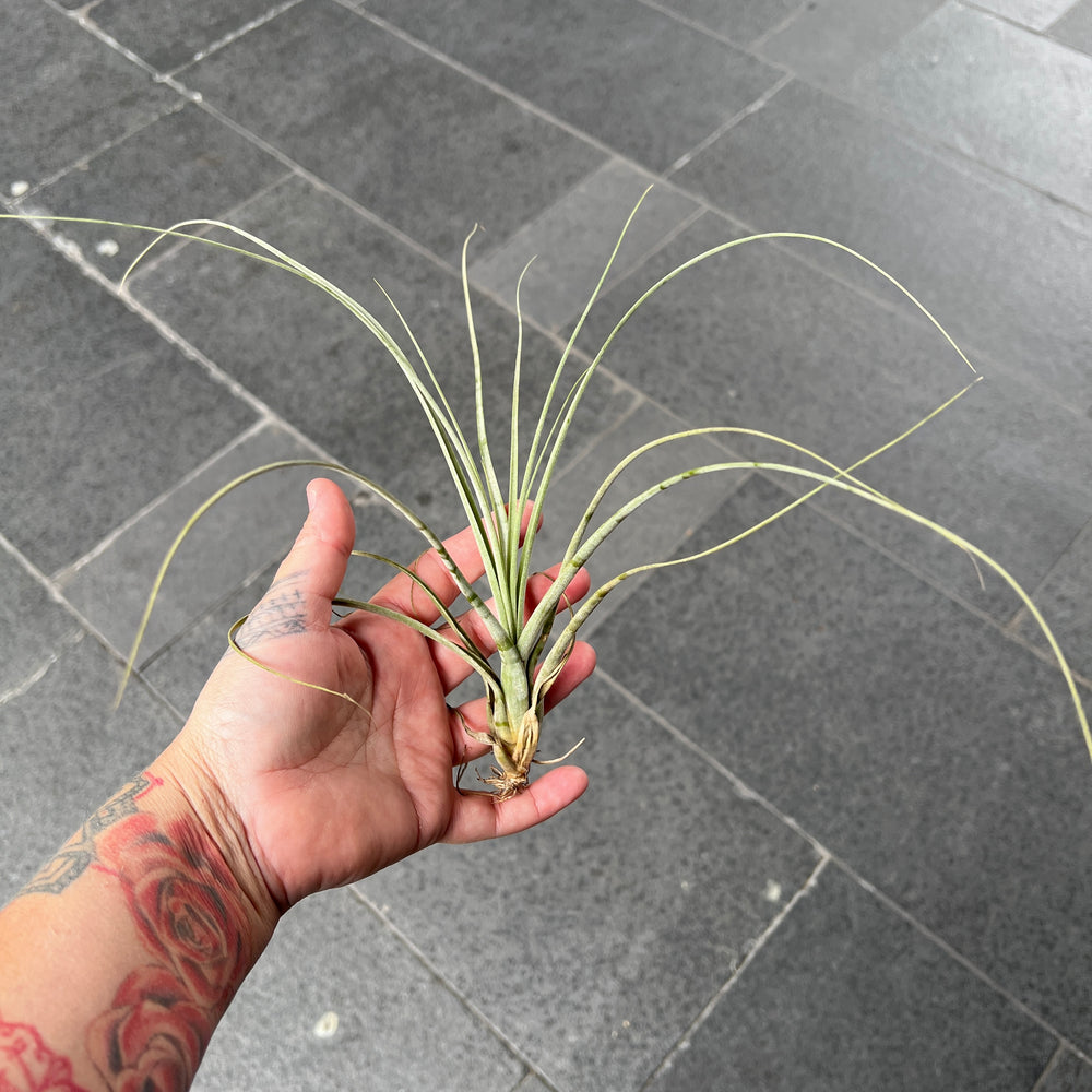 Tillandsia Balbisiana | Northern Needleleaf Air Plant