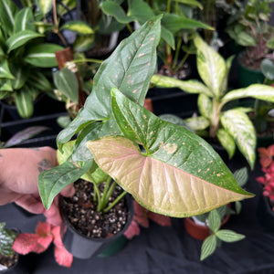 Syngonium Pink Splash | Pink Arrowhead Plant | Easy Care