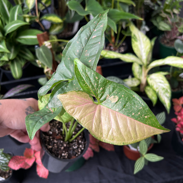 Syngonium Pink Splash | Pink Arrowhead Plant | Easy Care